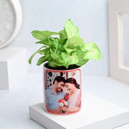 Syngonium Serenity In Personalised Pot-image-80