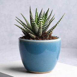 Howarthia Serenity In Blue Pot-image-32