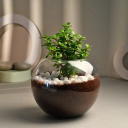 Jade Terrarium-image-16