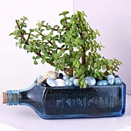 Jade Plant Blue Sapphire Bottle Planter-41