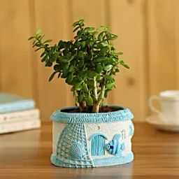 Jade Plant In Sea House Planter-24
