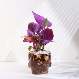 Spray Money Plant In Trunk Pot-image-85