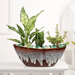 Jade Plant Aglaonema N Tower Cactus In Ship Shaped Pot-image-6