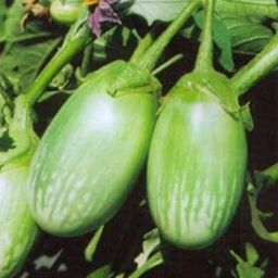 Brinjal-image-5