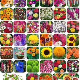 Combo of 40 Variety Flower Seeds Combo pack Seed-27