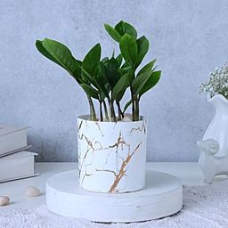 Zamia Plant In Blingy Marble Design Pot-image-50