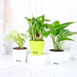 Set of Foliage & Bamboo Plants In White Pot image 1