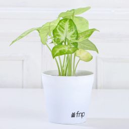 Set of Foliage & Bamboo Plants In White Pot image 4