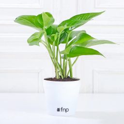 Set of Foliage & Bamboo Plants In White Pot image 5