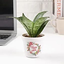 Thank You Mom Sansevieria Plant Pot-27