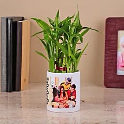 Bamboo Plant in a White Ceramic Pot-75