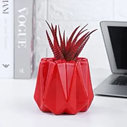 Haworthia Plant In Red Designer Pot-image-72