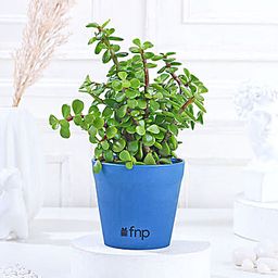 Lively Jade Plant With Plastic Pot-image-53