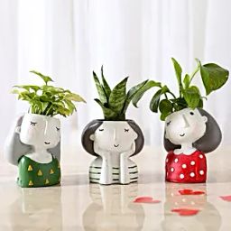 Set of 3 Air Purifying Plants In Raisin Pots-45