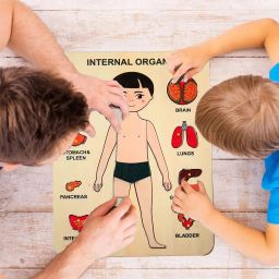 Montessori Inside Part of Body Organ Puzzle Learn Human Body Part Learning Toy-picture-10