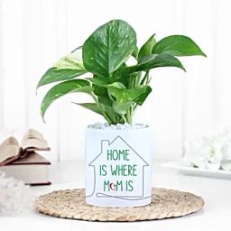 Money Plant with Pot Surprise-11