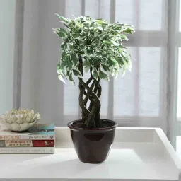 fourwalls Plastic Alyss White Bonsai Artifical With Pot Artificial Plant-picture-10
