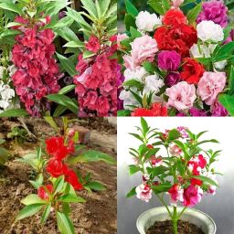Chinese balsam plant seeds beez 84 Seed-image-6
