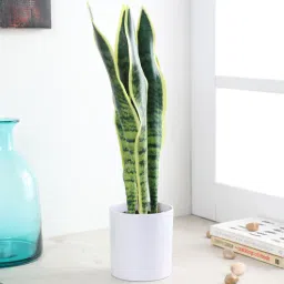 Multicolour Fabric Artificial Sansevieria Snake Plant with Pot by Fourwalls-picture-33