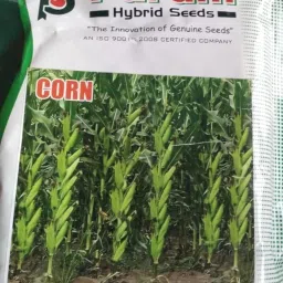 1kg Highest yield variety long bhutta very quilty Seed-image-69