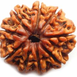 Original Nau Mukhi 9 face (Nine Faced) Natural Rudraksha Bead Beads Wood-picture-0