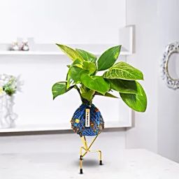 Birken Plant Kokedama Style Setup-image-80