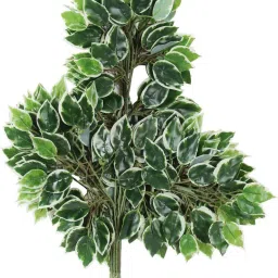 Ficus Leaves for Home,Indoor and Outdoor d?cor(42 Leaves, 60 cm Tall) Green, White Forsythia Artificial Flower-image-24