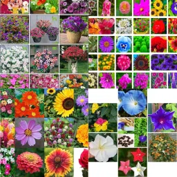 Mix flowers seeds biij 215 Seed-picture-19
