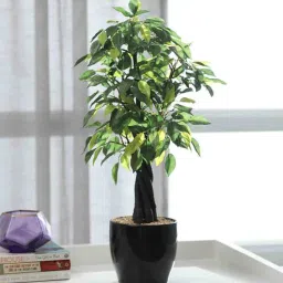 fourwalls Plastic Als Green Bonsai Artifical With Pot Artificial Plant-picture-32