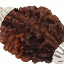 shivtantra Two mukhi Rudraksha Certified/Original Two Mukhi Rudraksh/Natural Two faced Rudraksha (Brown) with Certificate and Puja Instructions image 2