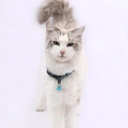 PetiteBand 10 mm Dog & Cat Break Away Collar-image-53