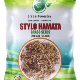STYLO GRASS SEEDS, STYLO HAMATA GRASS, For Animal Fodder Grass Seed-image-52