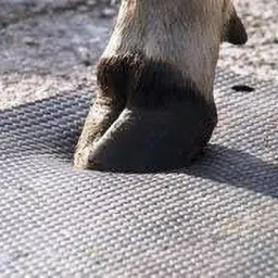 Animal Feeding Waterproof Rubber mat 8×5 feet Cow, Hamster, Dog, Guinea Pig, Miniature Pig Pet Mat-picture-19