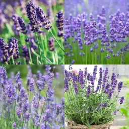 lavender plant seeds for home gardening 42 Seed-image-76