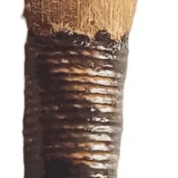 bagpipe reed Reed-16