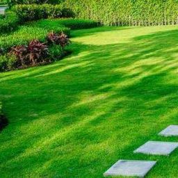 durva gash Seed, Land-Grass Seeds Seed-image-108