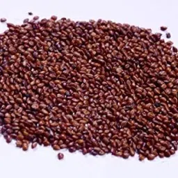 Red Napier Grass Seeds, High Yield Multi Cut Grass Seed-picture-22