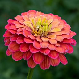 All Colour Mix Zinnia Flower Seeds For Home Garden Combo Seed-image-45