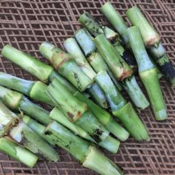 Super Napier Grass Stick Seed-image-11