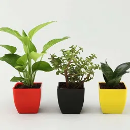 Variegated Money Plant-10