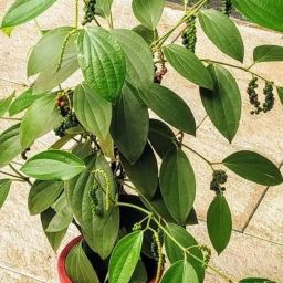 Black Pepper Plant-image-3