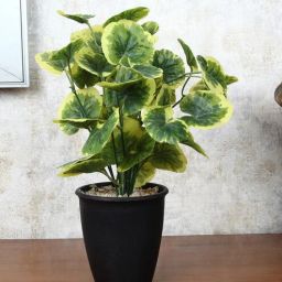 foliyaj Poliscias Multicolour Plastic & Polyester Artificial Plant With Pot-picture-47
