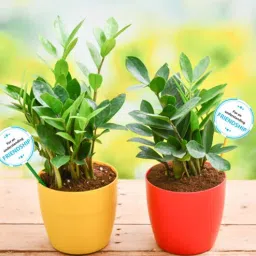 nurserylive Zz Natural Plant-picture-29