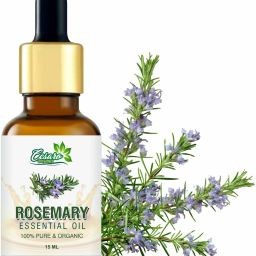 Rosemary Oil For Skin, Muscle & Hair Conditioner - Rosemary Essential Oil-image-79