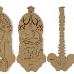 Human Body Anatomy-22