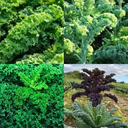 ibains Organic black kale seeds no of seeds 24 Seed-picture-7