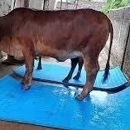 Mat for Cows, Buffalo, Bull, Rubber Mat for Animal Cow, Dog, Guinea Pig, Hamster, Miniature Pig Pet Mat-image-16