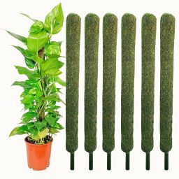 Green Grass Pole for Plants Support Moss Stick 3 Feet(Pack Of 6) Garden Mulch-17