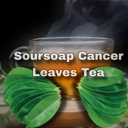 Soursop Cancer leaves/, Hanumanphal/Ramphal/Graviola leave., (100 leaves per packet) Seed-image-61