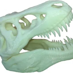 T-rex dinosaur skull realistic educational-15